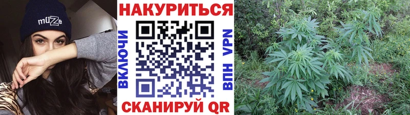 Шишки марихуана план  Можга 